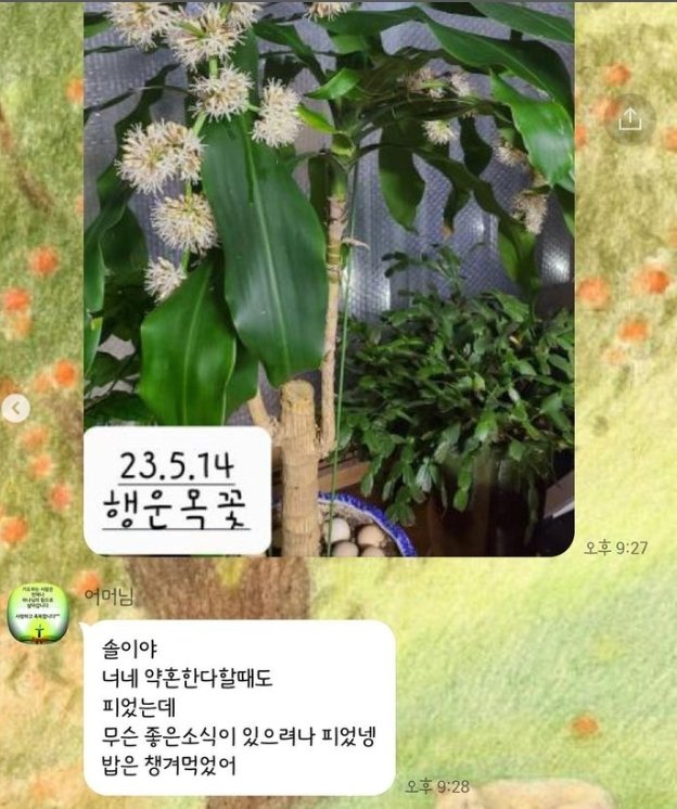 '박성광♥' 이솔이 "시어머니가 행운목 꽃 사진 보내…좋은 소식 있으려나"