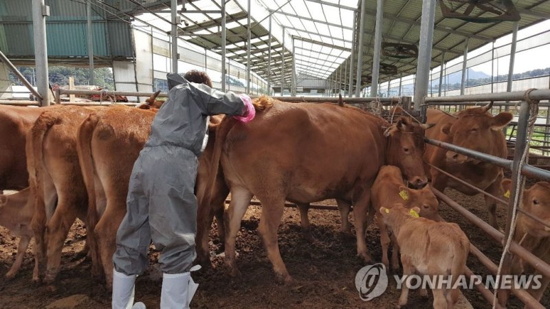 충북 옥천군의 한 소 사육농가가 구제역 백신을 접종하고 있다.