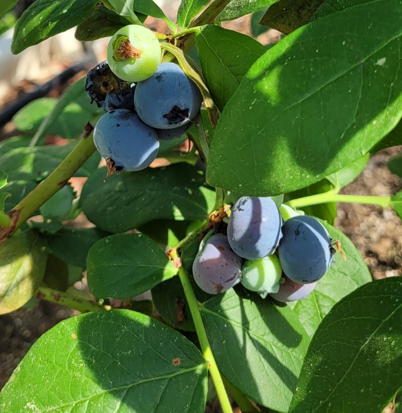 전남도가 5월 친환경 농산물로 달콤한 맛과 부드러운 식감이 뛰어난 블루베리<사진>를 선정했다. 전남도 제공