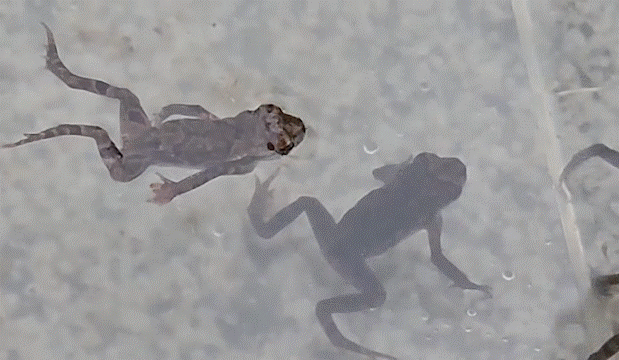 울산 중구 장현저류지 새끼 두꺼비