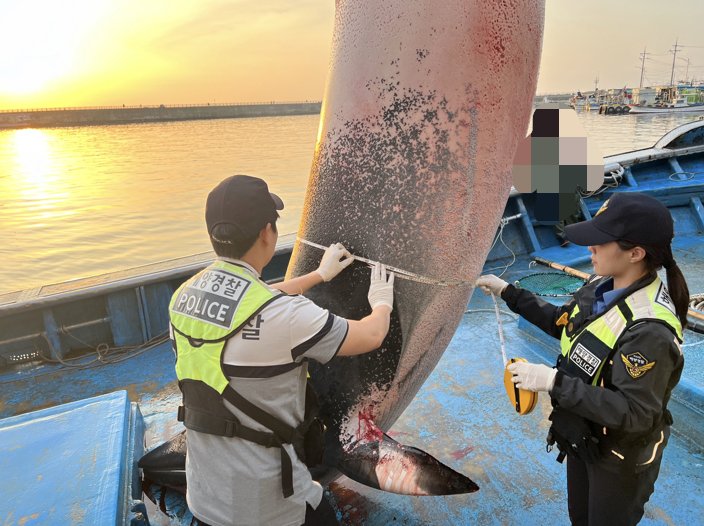 양양 해상서 잡힌 1.6톤 밍크고래, 팔린 금액이 '깜놀'