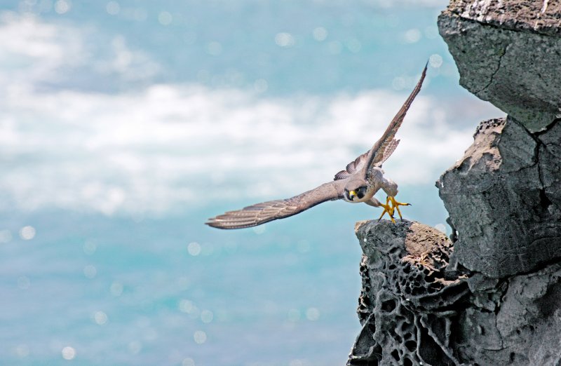 송인혁 作. 힘차게 날아오르는 매