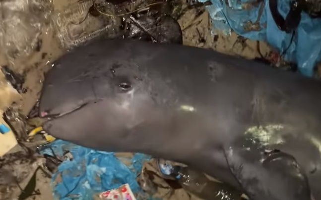 인도네시아 방카벨리퉁주 토보알리 해변에서 발견된 강거두고래 사체. 주변에 쓰레기가 가득하다. 출처=인스타그램 'karmagawa''