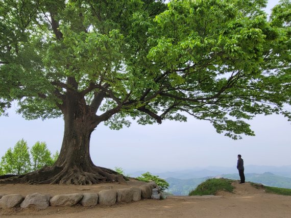 충남 부여 가림성의 명물인 사랑나무는 SNS 사진 명소로 이름이 나있다. 한국관광공사 제공