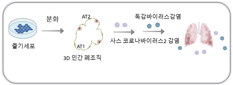 "코로나19·독감 동시감염시 폐손상 심해" 줄기세포로 규명