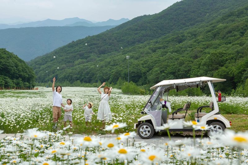 샤스타데이지가 핀 슬로프 전경 /사진=하이원리조트