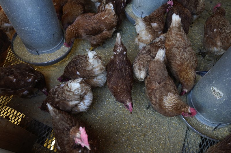 [글렌뷰(미 일리노이주)=AP/뉴시스]지난 1월10일 미 일리노이주 글렌뷰의 한 농장에서 사육장 속의 닭들이 먹이를 쪼아먹고 있다. 프랑스가 올 가을부터 조류 인플루엔자(AI)에 대한 백신 접종을 시작할 계획이라고 프랑스 농업부가 26일 밝혔다. 2023.05.26.