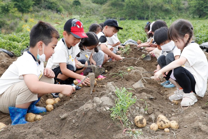 충북 괴산군 감물감자축제 감자캐기 체험행사.(괴산군 제공)/뉴스1