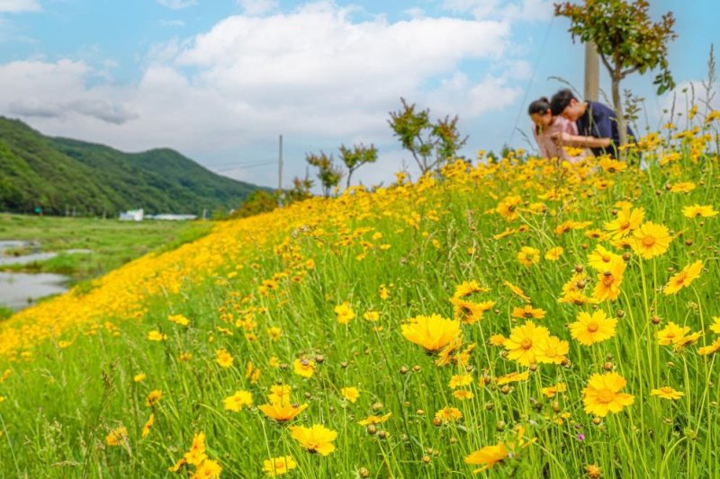 양천강변 둑길 금계국 [경남 산청군 제공. 재판매 및 DB 금지]
