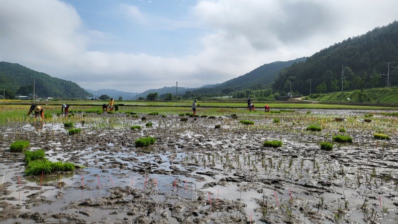 충북 괴산 문광저수지 인근에 만드는 유색벼 논그림 모내기 모습.(괴산군 제공)/뉴스1
