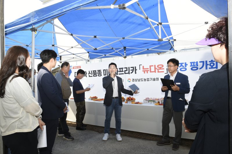 [진주=뉴시스] 경남도농업기술원, 미니 파프리카 뉴다온 현장평가회. *재판매 및 DB 금지