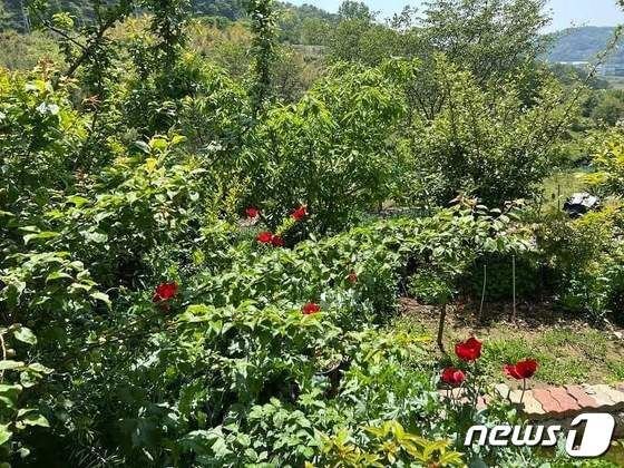 부산 강서구 송정동 한 텃밭에서 70대 여성이 양귀비를 기른 모습.(부산경찰청 페이스북 갈무리)