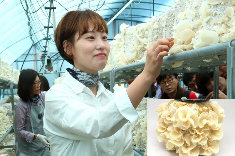 지방 분해력 탁월…목이버섯 '새얀' 북미시장 진출 청신호 - 파이낸셜뉴스