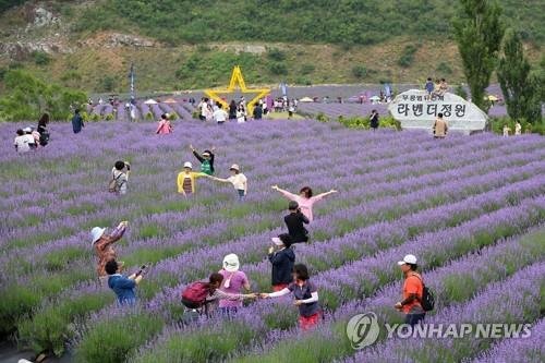 동해시 무릉별유천지에서 열린 라벤더 축제 [동해시 제공. 재판매 및 DB 금지]
