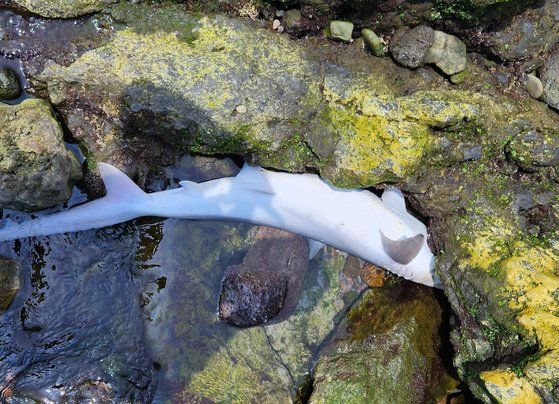 지난 11일 제주 서귀포 해안가에서 발견된 무태상어 사체. 사진=서귀포해양경찰서