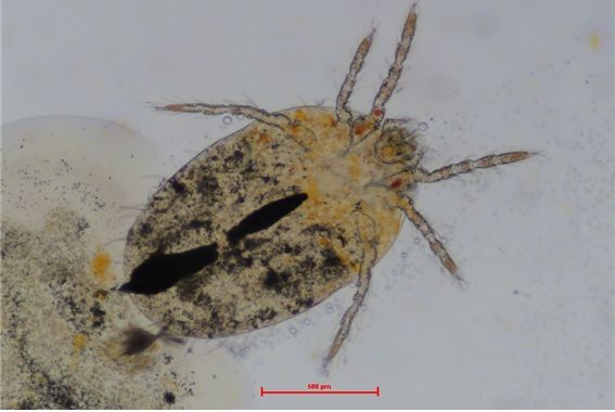 쯔쯔가무시증 매개 털진드기./환경부 제