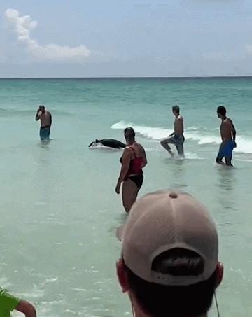 플로리다 해변에서 물놀이를 즐기는 아기곰. /영상=CNN 트위터