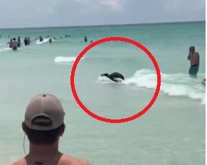플로리다 해변에서 물놀이를 즐기는 아기곰. /사진=CNN 트위터
