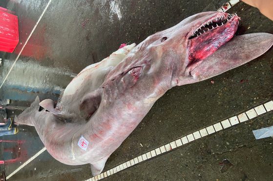 지난 13일 오전 대만 이란현 난팡아오에서 잡힌 마귀상어 모습. 사진=대만해양박물관