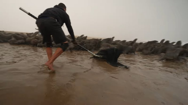 [서울=뉴시스]나미비아 해안 보호대가 장애물에 걸린 물개를 포획하는 장면. (사진=다큐멘터리 '커팅 더 라인' 예고편 캡처) 2023.06.15. photo@newsis.com *재판매 및 DB 금지