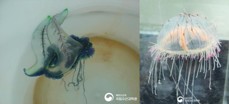 수산과학원, 제주해역 맹독성해파리 출현…주의 당부 - 파이낸셜뉴스