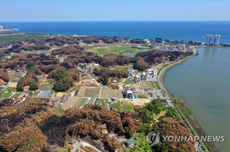 더욱 짙어진 강릉 산불의 흔적 더욱 짙어진 강릉 산불의 흔적 (강릉=연합뉴스) 양지웅 기자 = 강릉 대형 산불 발생이 3주가량 지난 30일 강원 강릉시 경포 일원 산림의 산불 피해 나무들이 죽어 색이 변하면서 화마의 흔적이 더욱 짙어지고 있다. 2023.4.30 yangdoo@yna.co.kr (끝)
