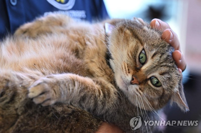 버지니아주 알렉산드리아 마을에서 쥐를 잡는 고양이 '루' Greenstreet Gardens Director of Operations Tim Williams holds "Blue Collar" cat Rue inside the gardening center in Alexandria, Virginia, on June 1, 2023. Blue Collar Cats are part of a Humane Rescue Alliance program which finds shelter for cats at businesses to help w