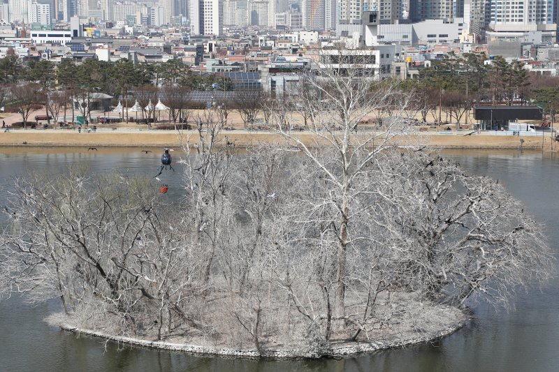 민물가마우지 등 다양한 새들이 서식하는 수성못 둥지섬은 사람 발길이 닿지 않고 가뭄이 길어지면서 나무에 조류 배설물이 쌓여 눈이 내린 것처럼 하얗게 변해버렸다. /뉴스1