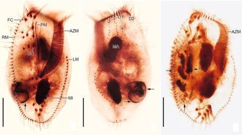 환경부 국립낙동강생물자원관이 발견한 신종 섬모충 '텟메메나 폴리모르파'. [낙동강생물자원관 제공. 재판매 및 DB 금지]