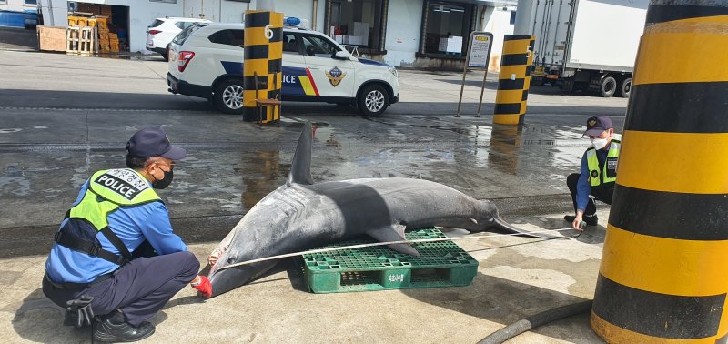 지난해 4월 고성 앞바다에서 혼획된 청상아리.(속초해경 제공) 2022.4.26/뉴스1