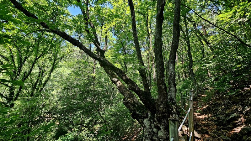 낙동정맥 트레일에서 만난 수령 500년 엄나무. 박주연 기자 photo@newsis.com *재판매 및 DB 금지