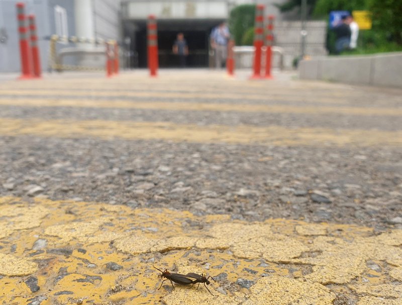 서울 서초구 서울중앙지법 주차장에서 발견된 붉은등우단털파리 모습. 2023.6.23/뉴스1 ⓒ News1 장수영 기자