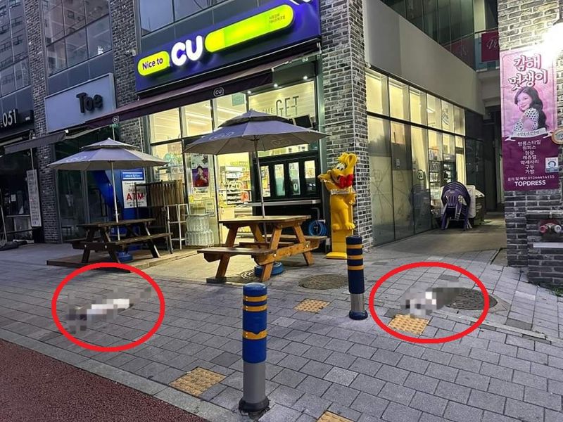 12층에서 고양이 두 마리가 떨어져 즉사했다. / 연합뉴스