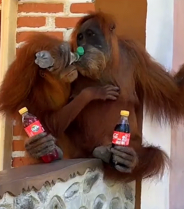 인도네시아의 한 주택에 오랑우탄이 난입해 냉장고에서 음료수를 꺼내 마시고 있다. /사진=데일리메일