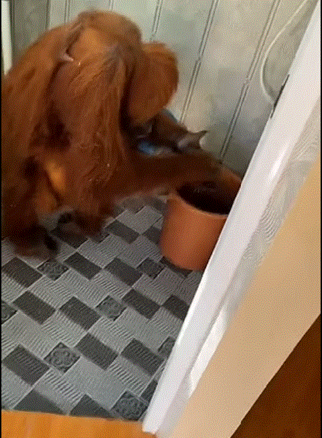 인도네시아의 한 주택에 오랑우탄이 난입해 화장실에서 손을 씻고 있다. /사진=데일리메일