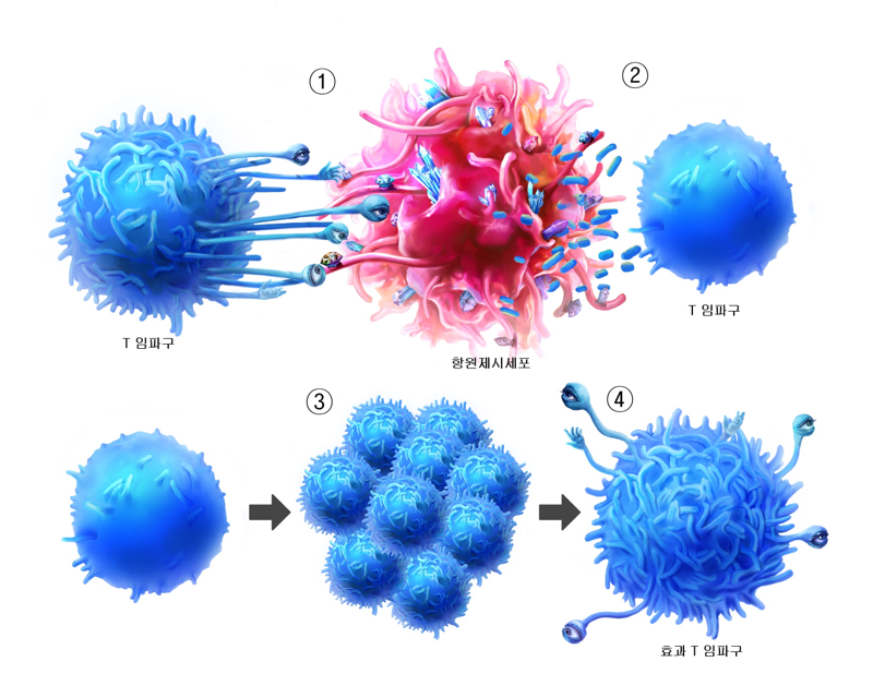 T임파구가 항원제시세포 위에 있는 항원을 인식하고(1), 항원제시세표의 표면 위에서 허물벗기를 한다(2). 이후 T임파구가 폭발적으로 증식해 세균이나 암세포 등을 공격하게 된다. GIST 제공