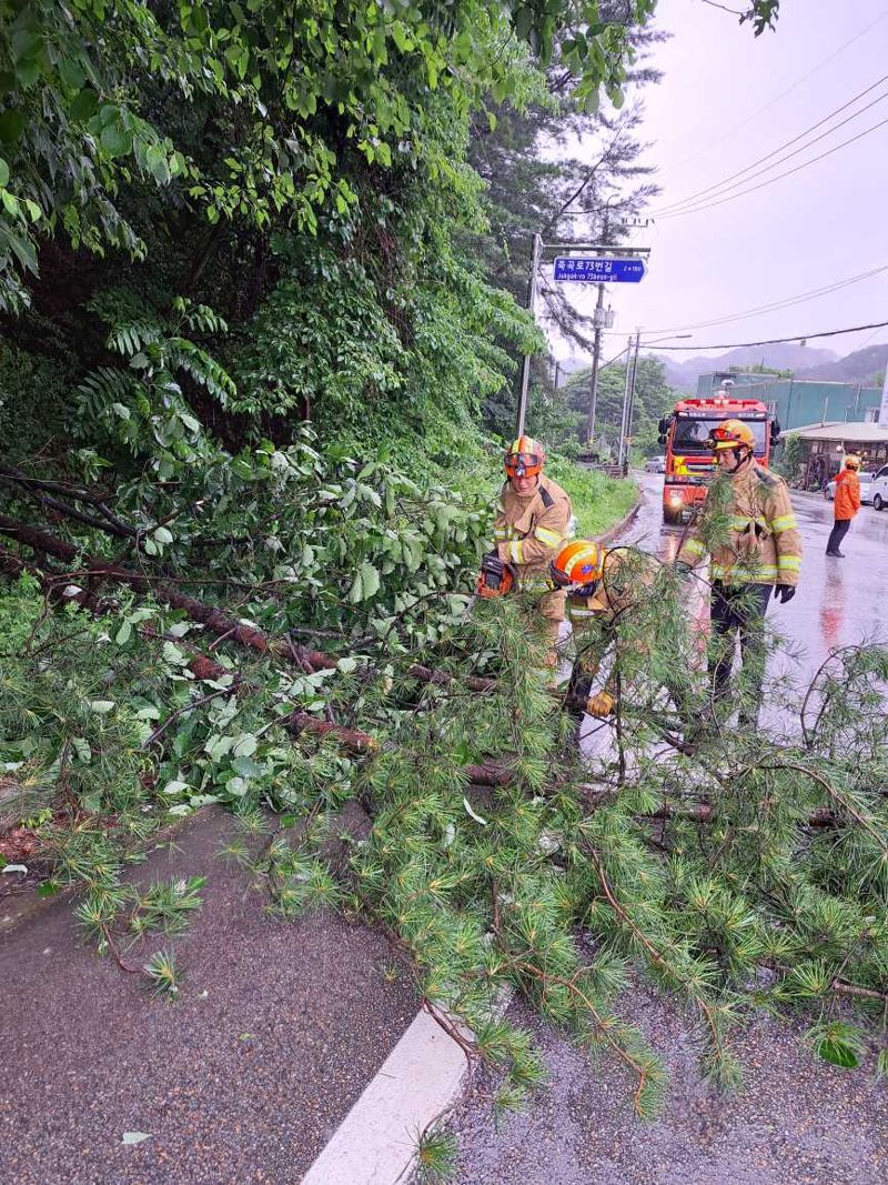 29일 오후 2시52분쯤 양구군 양구읍 죽곡리 한 도로에 나무가 쓰러져 소방대원 등이 제거하고 있다. 강원특별자치도소방본부 제공