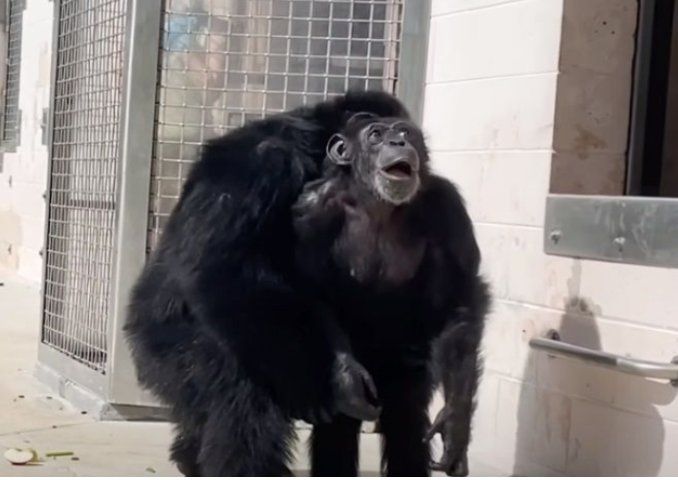 침팬지 ‘바닐라’가 하늘을 바라보고 있다. /사진=유튜브 채널 '세이브더침팬지' 캡처,동아일보