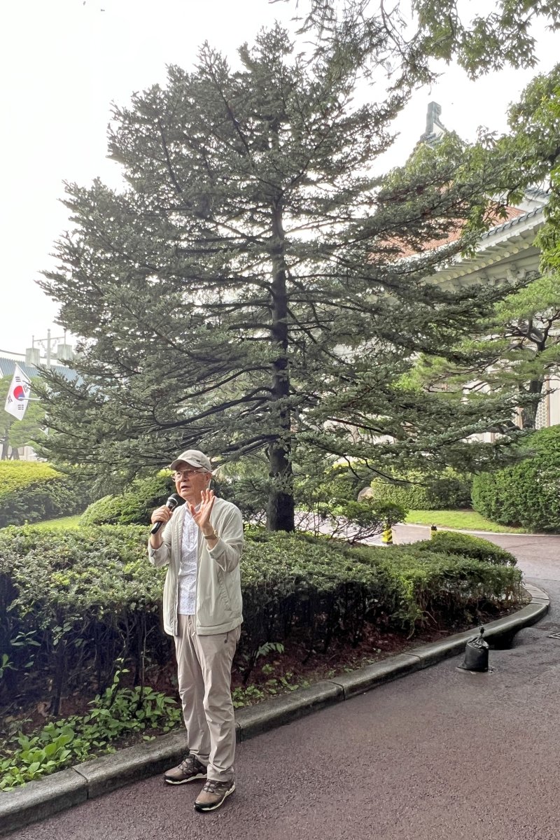 [서울=뉴시스] 박진희 기자 = 노태우 대통령과 부인 김옥숙 여사가 1988년 식목일에 청와대 본관 앞에 기념 식수한 구상나무 구상나무는 우리나라에서만 자라는 희귀한 나무이다. 문화체육관광부는 7월 1일부터 청와대 개방 1주년을 맞아 '수목 탐방 프로그램: 대통령의 나무들'을 운영한다. 청와대 내 역대 대통령의 기념식수 35그루는 대통령들의 취향과 관심, 식수를 하던 당시 상황을 간접적으로 보여줄 예정이다. 2023.06.30. pak7130@newsis.com