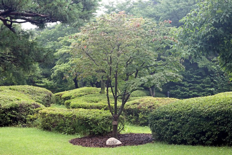 [서울=뉴시스] 박진희 기자 = 김영삼 대통령과 부인 손명순 여사가 1994년 식목일 기념식수한 구 본관터 앞 산딸나무. 문화체육관광부는 7월 1일부터 청와대 개방 1주년을 맞아 '수목 탐방 프로그램: 대통령의 나무들'을 운영한다. 청와대 내 역대 대통령의 기념식수 35그루는 대통령들의 취향과 관심, 식수를 하던 당시 상황을 간접적으로 보여줄 예정이다. 2023.06.30. pak7130@newsis.com