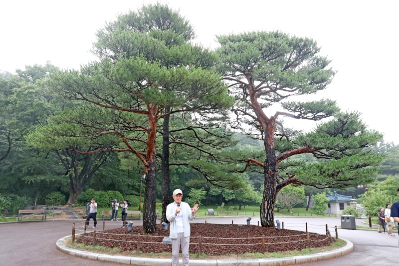 [서울=뉴시스] 박진희 기자 = 노무현 대통령과 부인 권양숙 여사가 2003년 식목일 관저 앞 회차로에 기념식수한 소나무(왼쪽). 원래 회차로에는 노태우 대통령이 1990년 10월 25일 관저 준공을 기념한 소나무 세 그루가 자리고 있었으나 그 중 한 그루가 죽어 빈자리가 생겼다. 일반적으로 전임 대통령이 심은 나무가 죽은 자리에는 다시 기념식수를 하지 않지만 노 대통령은 개의치 않고 식수를 했다. 문화체육관광부는 7월 1일부터 청와대 개방 1주년을 맞아 '수목 탐방 프로그램: 대통령의 나무들'을 운영한다. 청와대 내 역대 대통령의