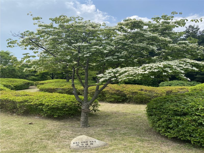 김영삼 대통령의 산딸나무