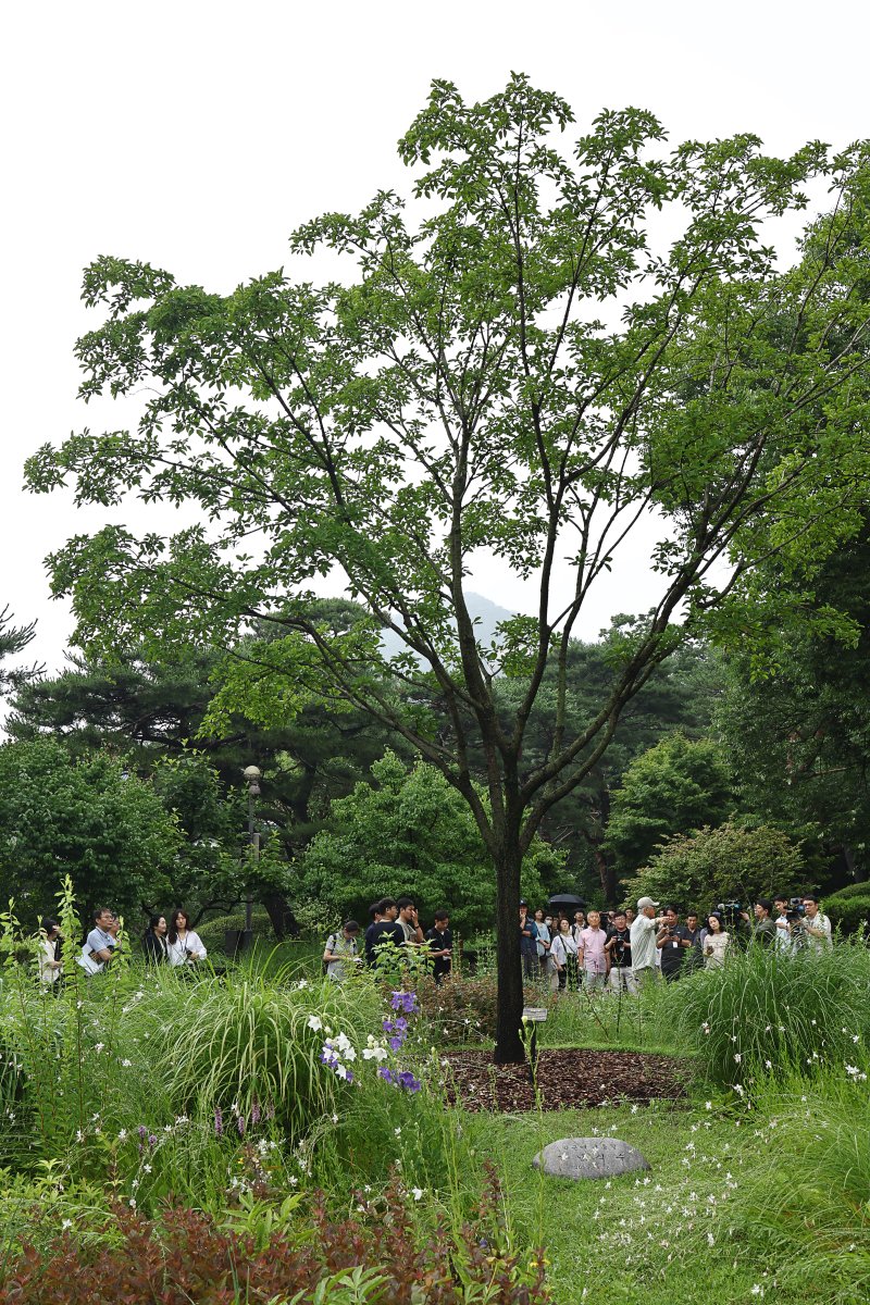 박근혜 대통령의 이팝나무