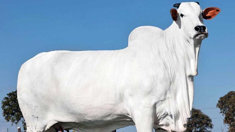 세계에서 가장 비싼 소 '비아티나-19 마라 이모베이스' / 사진=Casa Branca Agropastoril 인스타그램, YTN