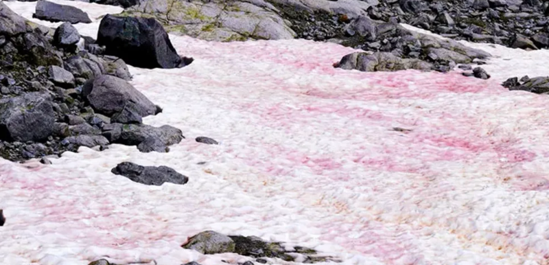 최근 미국 유타주 북동부와 아이다호주 남동부를 잇는 베어리버산맥에서 발견된 붉은 눈 / 트위터 갈무리