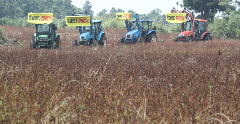 전국농민회총연맹 제주도연맹 관계자들이 5일 오전 제주 서귀포시 안덕면의 한 메밀밭에서 기후위기 농업 피해 구제 대책 마련을 촉구하는 기자회견 후 트랙터를 이용해 밭을 갈아엎고 있다. 2023.7.5/뉴스1 ⓒ News1 오현지 기자