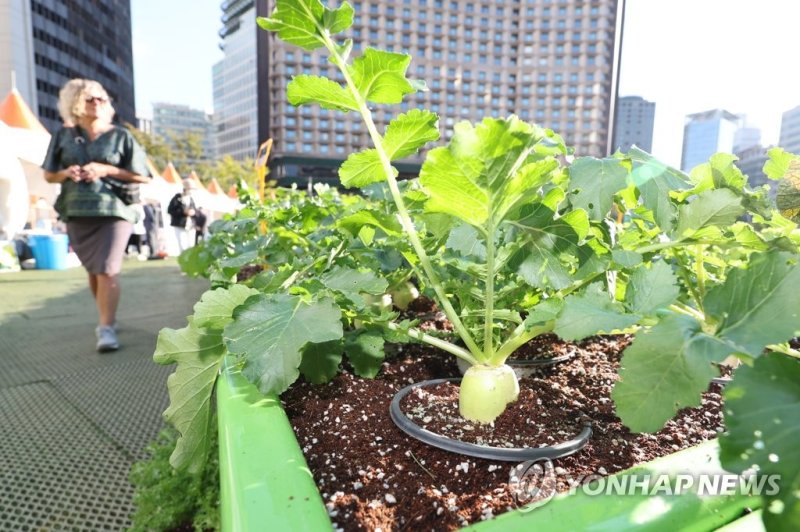 '무를 화분에서 재배할 수 있다고?' (서울=연합뉴스) 김주성 기자 = '2022 서울도시농업박람회'가 시작된 7일 서울광장을 찾은 관람객들이 화분에 재배하는 무 등 다양한 작물들을 구경하고 있다. 2022.10.7 utzza@yna.co.kr (끝) /사진=연합뉴스