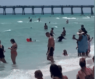 미국 플로리다주 해변에 나타난 상어. /영상=News 19 WLTX 유튜브 캡처