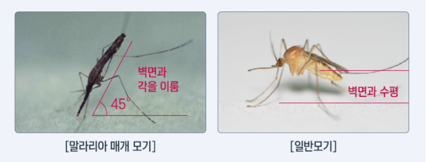 말라리아 매개 모기와 일반모기 비교. 사진=질병관리청