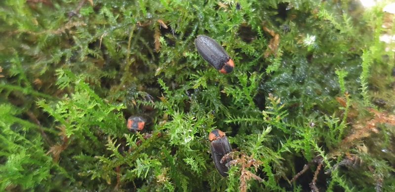 개체 수 급감하는 반딧불이...남양주에서 인공 사육 '성공'